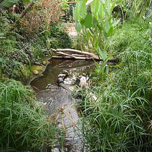 Slider turtle pond in the Oasis, 2019-10-05