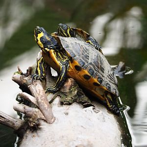 Yellow-bellied sliders (Trachemys scripta scripta), 2019-10-05