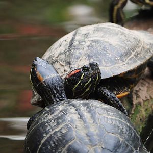 Red-eared sliders (Trachemys scripta elegans), 2019-10-05