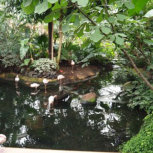 Lesser flamingo exhibit in the Oasis, 2019-10-05