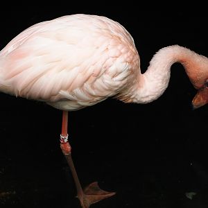 Lesser flamingo (Phoeniconaias minor), 2019-10-05