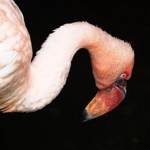 Lesser flamingo (Phoeniconaias minor), 2019-10-05