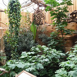 Aracari walk-through aviary, 2019-10-05