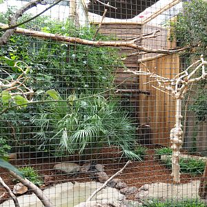 Silvery-cheeked hornbill aviary, 2019-10-05