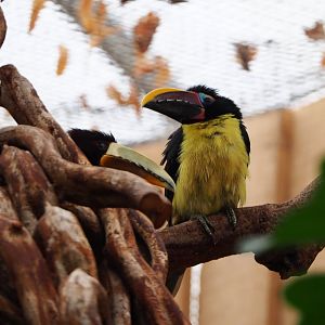 Green aracari (Pteroglossus viridis), 2019-10-05