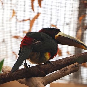 Brown-mandibled aracari (Pteroglossus azara mariae), 2019-10-05