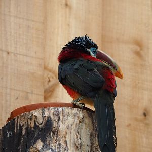 Curl-crested aracari (Pteroglossus beauharnaisii), 2019-10-05
