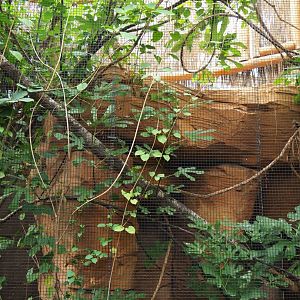 Fischer's lovebird aviary, 2019-10-05