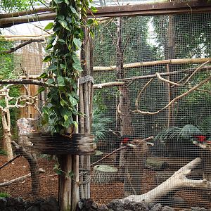 Pesquet's parrot aviary, 2019-10-05