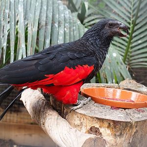 Pesquet's parrot (Psittrichas fulgidus), 2019-10-05