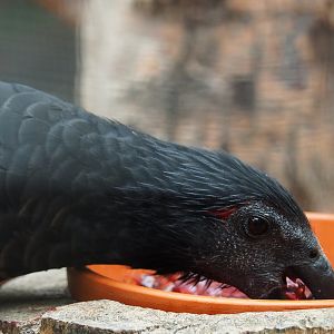 Pesquet's parrot (Psittrichas fulgidus), 2019-10-05