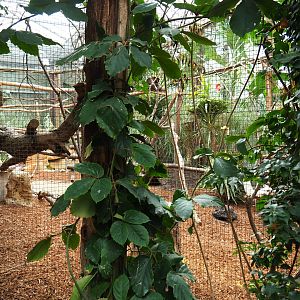 Bear cuscus and Javan mouse deer exhibit, 2019-10-05