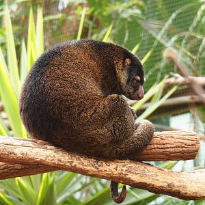 Bear cuscus (Ailurops ursinus), 2019-10-05