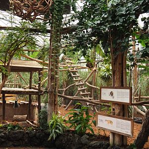 Bear cuscus and Javan mouse deer exhibit, 2019-10-05