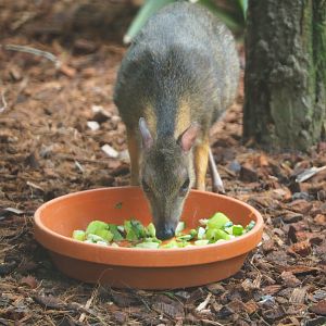 Javan mouse deer (Tragulus javanicus), 2019-10-05
