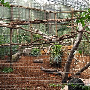 Bear cuscus and Javan mouse deer exhibit, 2019-10-05