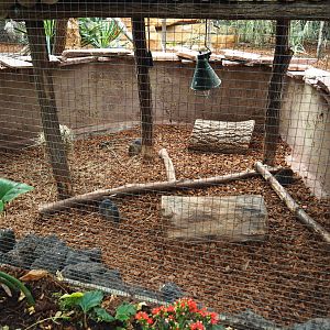 Brazilian guinea pig exhibit, 2019-10-05