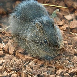 Brazilian guinea pig (Cavia aperea), 2019-10-05