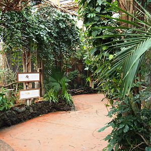 Pathway in the Oasis near the Pesquet's parrot and bear cuscus exhibits, 2019-10-05