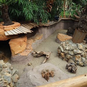 Black-tailed prairie dog exhibit, 2019-10-05