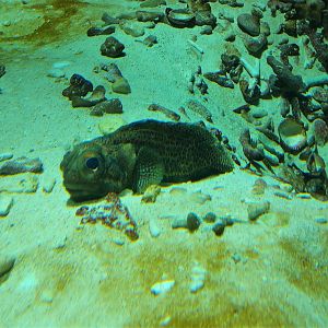 Fine-spotted Jawfish