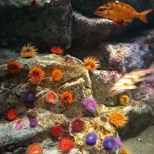 Anemones