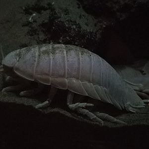 Giant Isopod