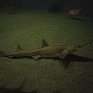 Sawshark