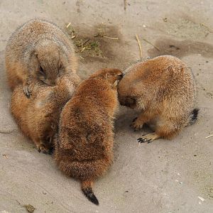 Black-tailed prairie dogs (Cynomys ludovicianus), 2019-10-05