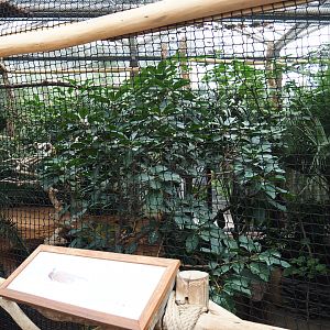 Malaysian great argus aviary, 2019-10-05