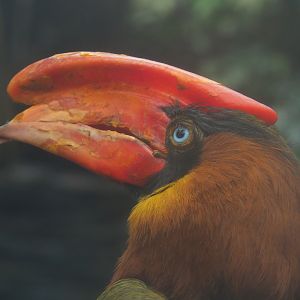 Northern Luzon rufous hornbill (Buceros hydrocorax hydrocorax), 2019-10-05