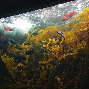 Kelp Tank