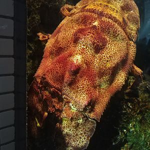 Aesop Slipper Lobster