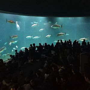 Bluefin Tuna Tank