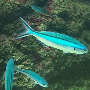 Dark-banded Fusilier