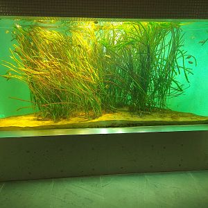 Tokyo Local Waters Tank