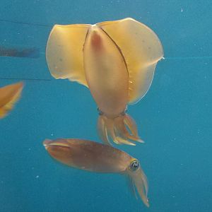 Bigfin Reef Squid