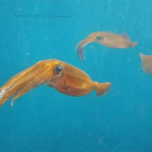 Bigfin Reef Squid