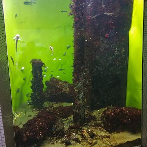 Tokyo Local Waters Tank