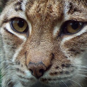 Carpathian lynx DZP