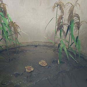 Shuttles Hoppfish and Sentinal Crab Exhibit