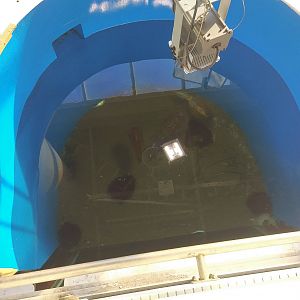 Bigfin Reef Squid Top View