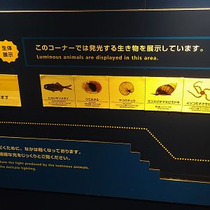 Luminous Animals Signage