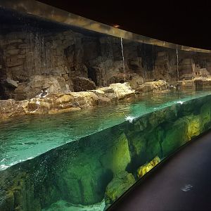 Common Murre and Tufted Puffin Exhibit