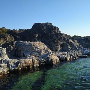 King, Humboldt and Southern Rockhopper Penguin Exhibit