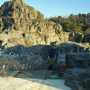 Fairy Penguin Feeding with Spectators