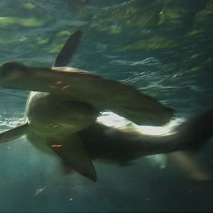 Scalloped Hammerhead