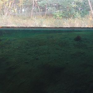 Japanese Pool Exhibit - Underwater View