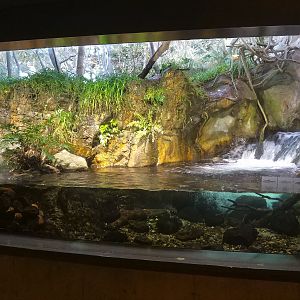 Japanese Stream Exhibit