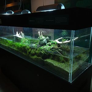 Kajika Frog Exhibit